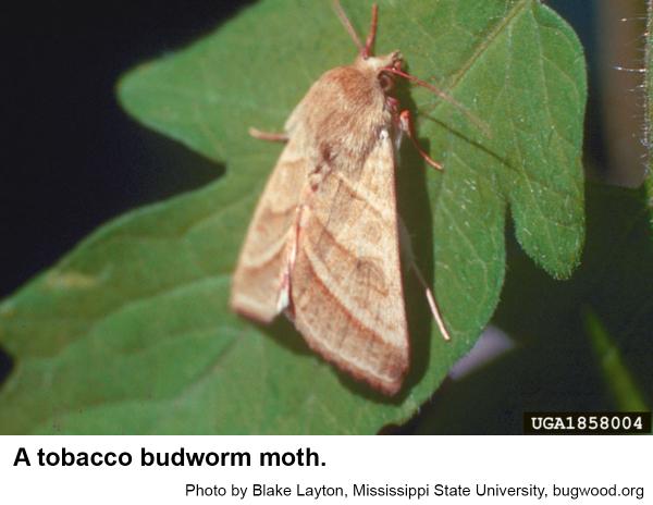 Thumbnail image for Tobacco Budworm on Ornamentals